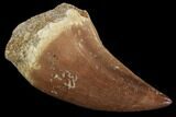 Mosasaur (Prognathodon) Tooth #87618-1